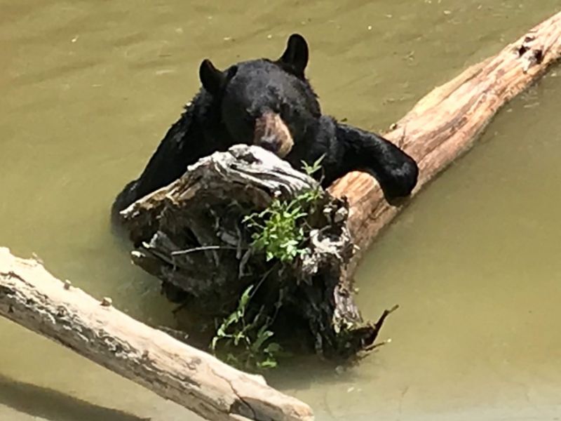 Bears the Main Headline - UPDATE August 16, 2020