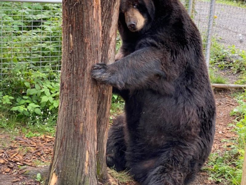 Bear News from Sharon Herrell - UPDATE September 20, 2020