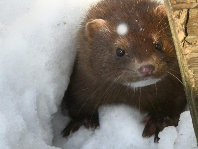 Volunteer Week, WRI’s First Bear, Tasha, and Mink Spot - UPDATE April 20, 2022