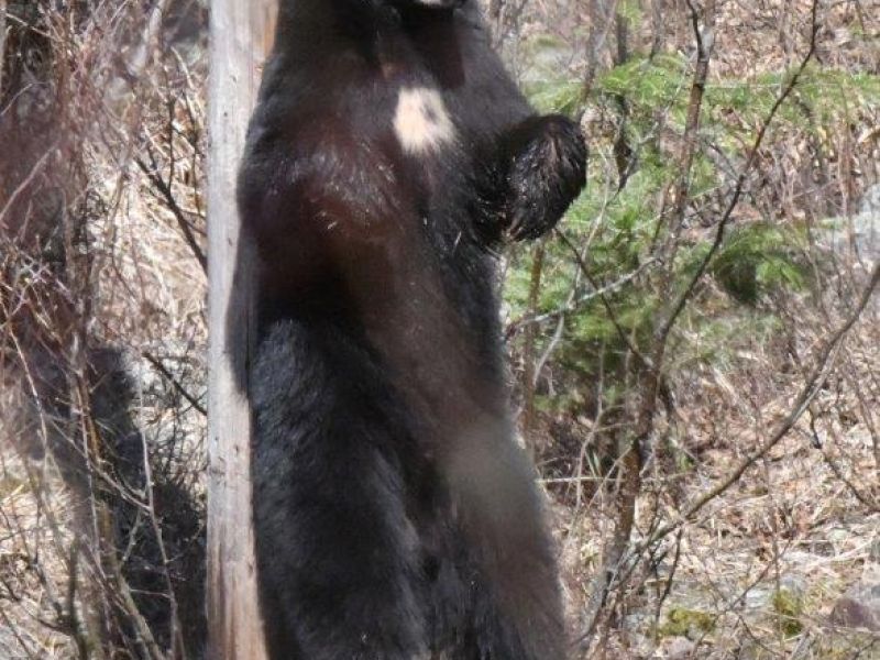 Bear Center Fence, Andrew Comes - UPDATE May 9, 2023