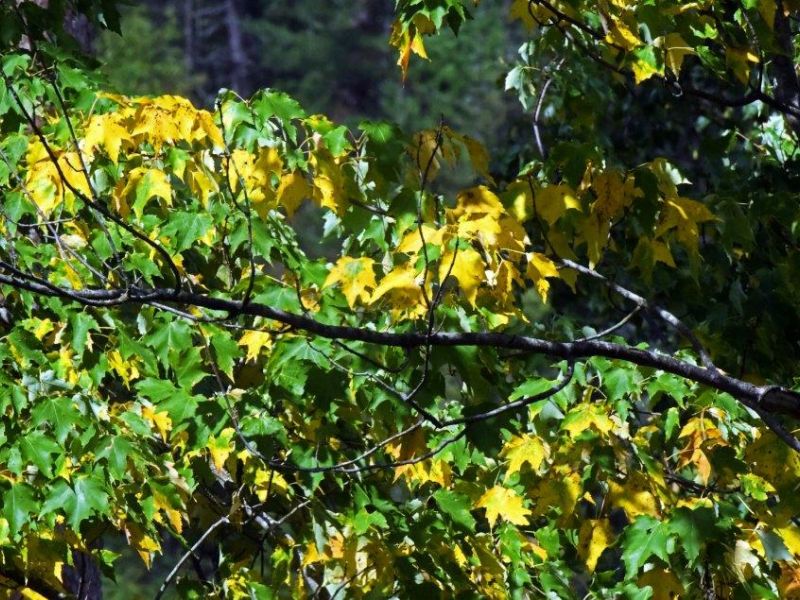 Rain, Fire, Smoke, Food, Bears, Color, and a Concern - UPDATE August 29, 2021