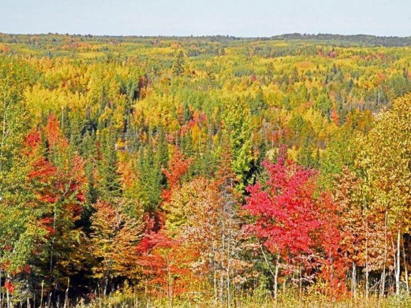 Fall Color - UPDATE September 22, 2020