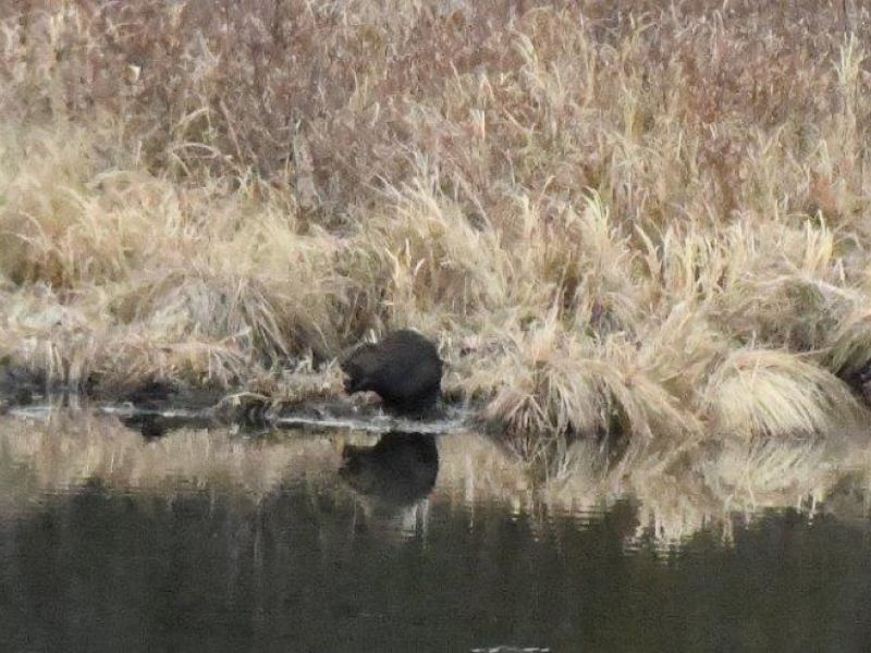 A Happy Birthday and More - UPDATE APRIL 9, 2024