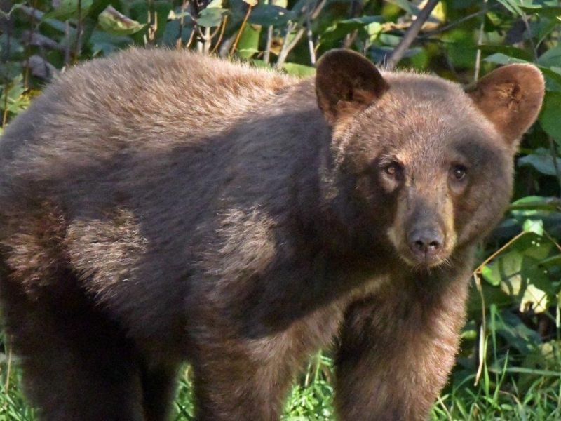 Tasha, Lucky, Color, and Mystery Bear - UPDATE September 19, 2020