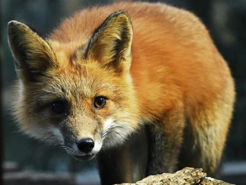 Tasha, Chloe, Cubs, and a Fox - UPDATE October 24, 2021