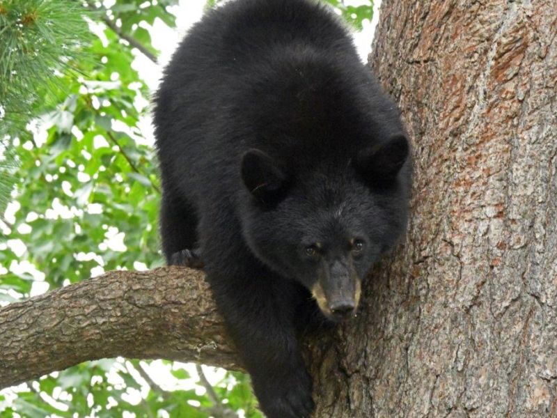 Kimani and her Cubs and a Big Beaver Adventure - UPDATE September 19, 2022