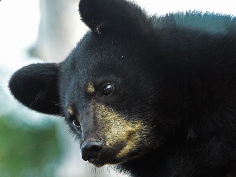 Looking Hopeful - UPDATE September 8, 2025