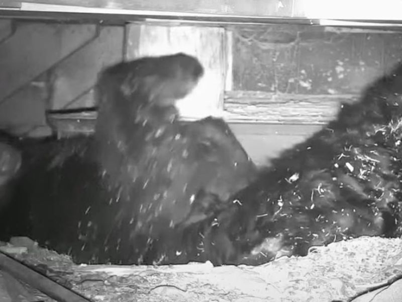 Record Heat, Bears on the Move - UPDATE March 09, 2021