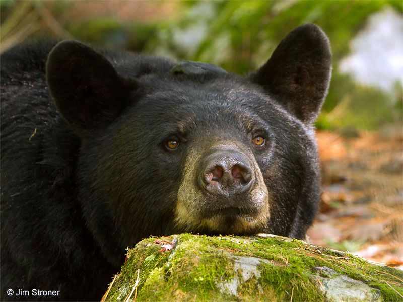 Bear Season Ends - UPDATE October 17, 2021