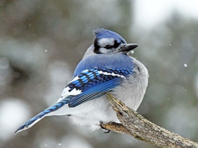 Eyes Peering in the Window - UPDATE January 10, 2026