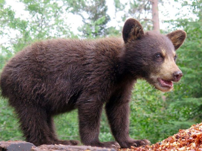 Helping Cinnamon and Her Cubs - UPDATE August 13, 2020