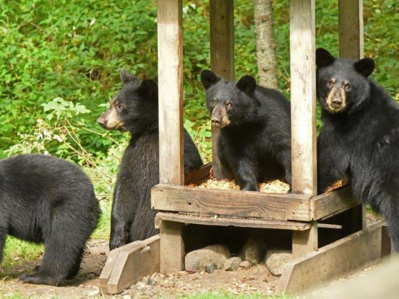 Comforting Sightings - UPDATE August 27, 2024