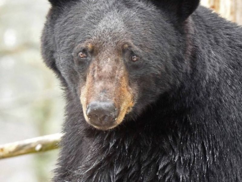The Mystery Bear is Identified - UPDATE April 15, 2026