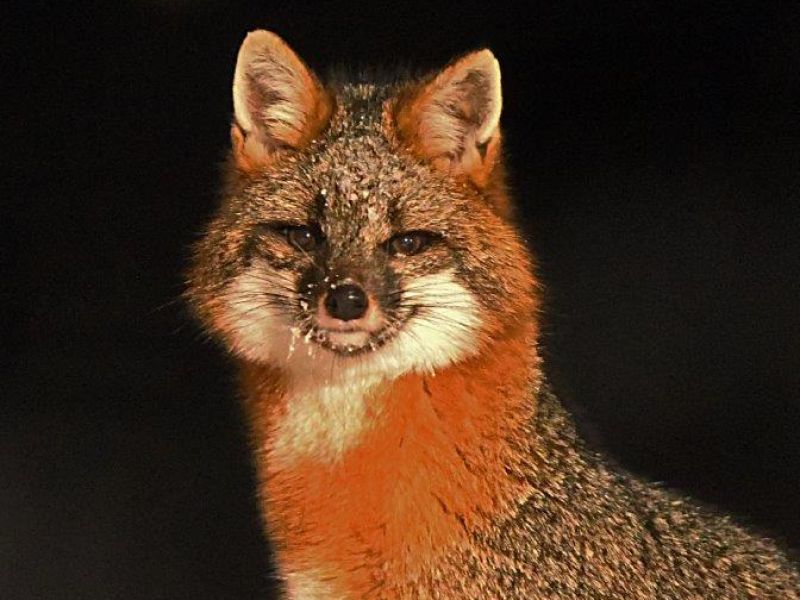 It’s me, Human, it’s me, said the Fox - UPDATE February 1, 2023