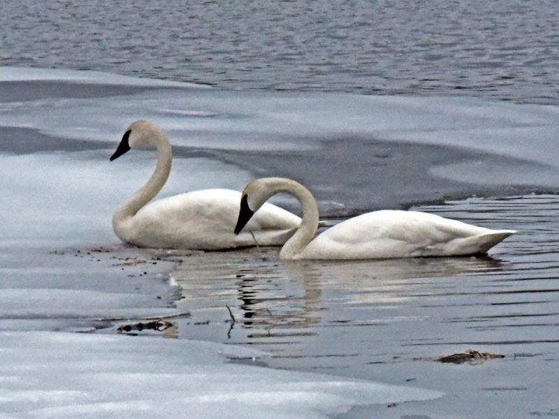 Tasha, Trumpeter Swans - UPDATE March 10, 2021