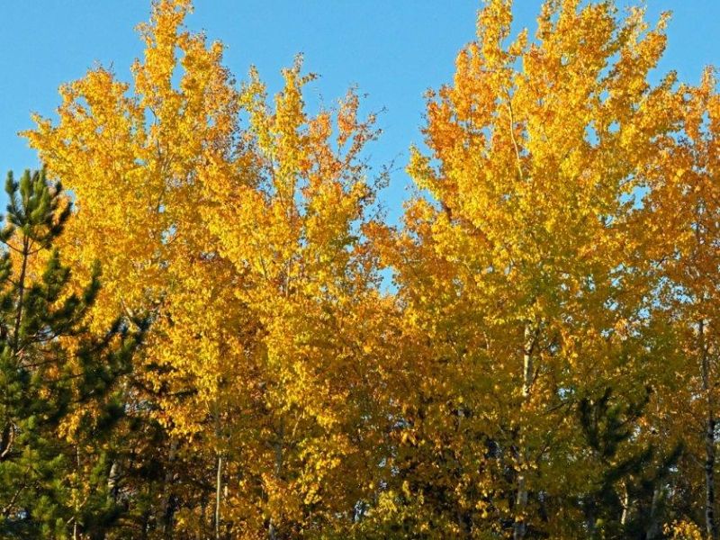 Shy Bears, Color, Etc. - UPDATE October 19, 2021