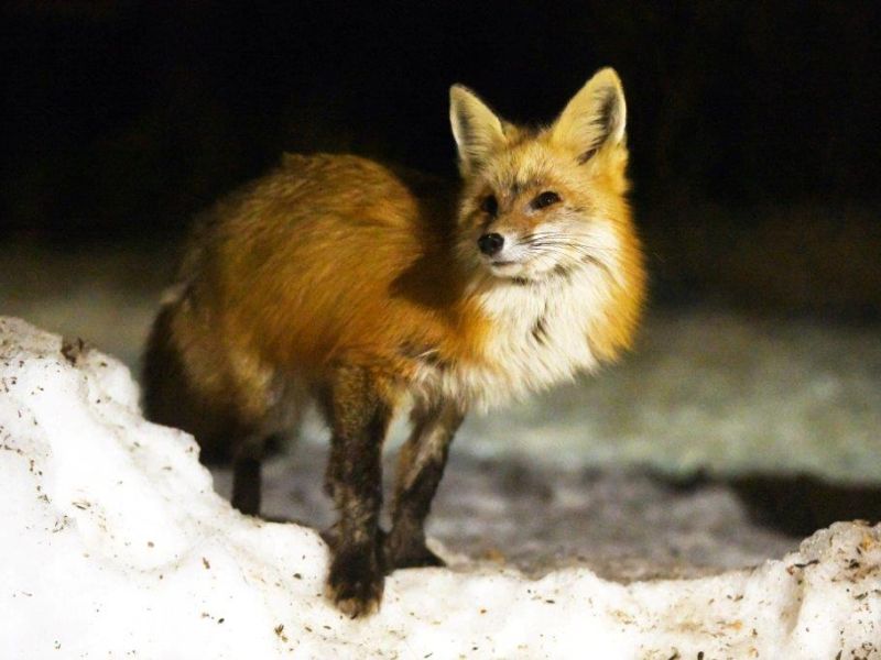 Bears Emerging, Beaver Out, Fox Posing, and More - UPDATE April 12, 2023