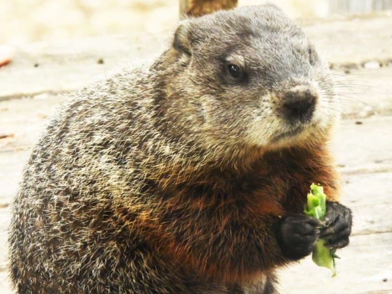 Waiting for Bears - UPDATE April 13, 2024