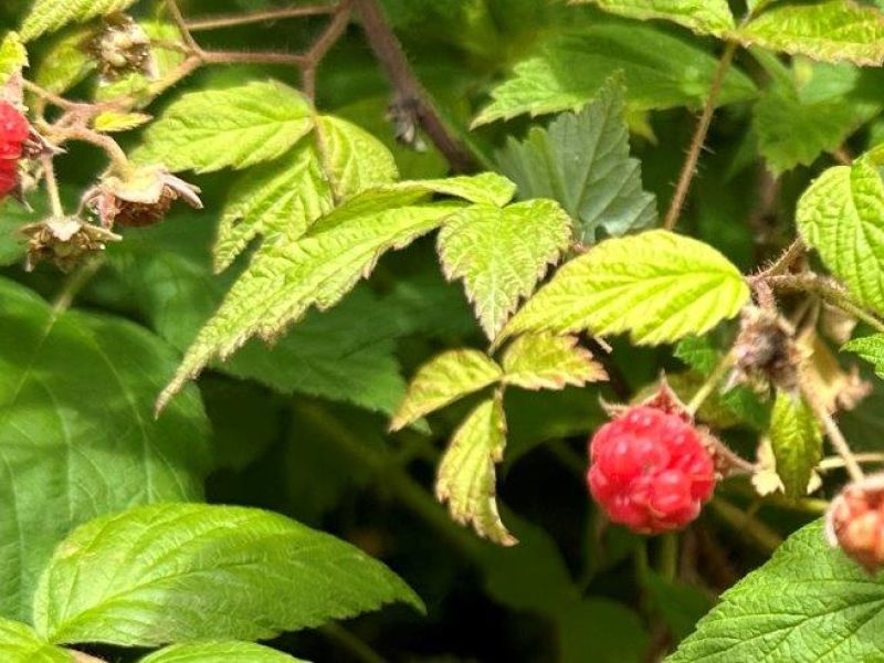 Bear Foods Galore and a Misidentification - UPDATE July 5, 2023