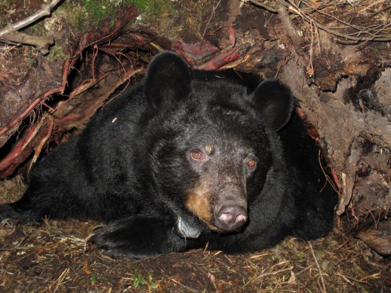 Nose to Nose Surprises with Bears - UPDATE February 28, 2023