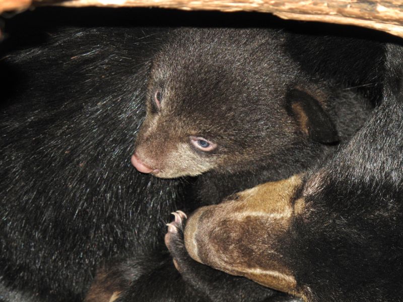 While Bears Are Giving Birth Out of Sight, Other Wildlife Appears Here - UPDATE January 22, 2024