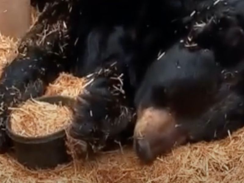 Bear Center Action - UPDATE March 22, 2021
