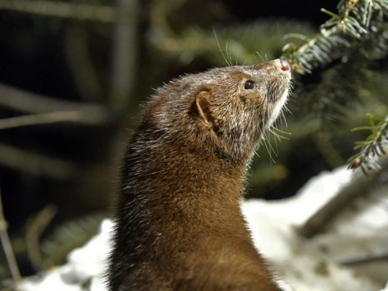 Mink, Doctor, and Getting the Updates - UPDATE February 10, 2021