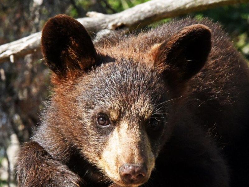 Good People, Good Bears - UPDATE June 25, 2021
