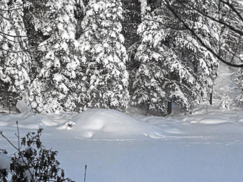 Fleeing Deer, and a Fox with a Fetching Face - UPDATE December 20, 2022