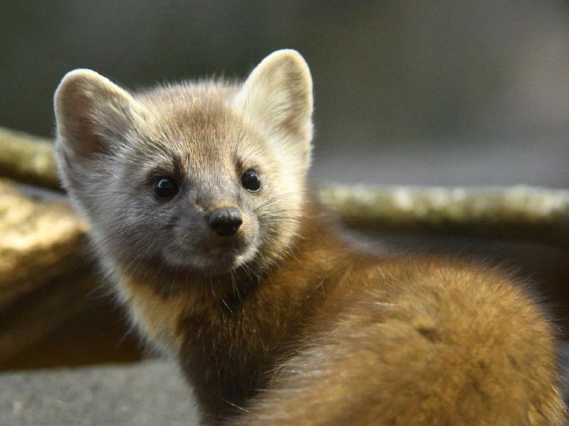 Lily, Ted, Tasha, a Frog, and the Marten - UPDATE November 7, 2020