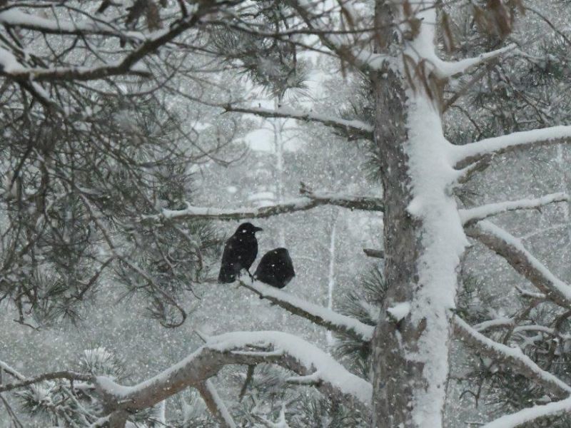 Snow, Balsam, and the Raven Pair - UPDATE December 14, 2022