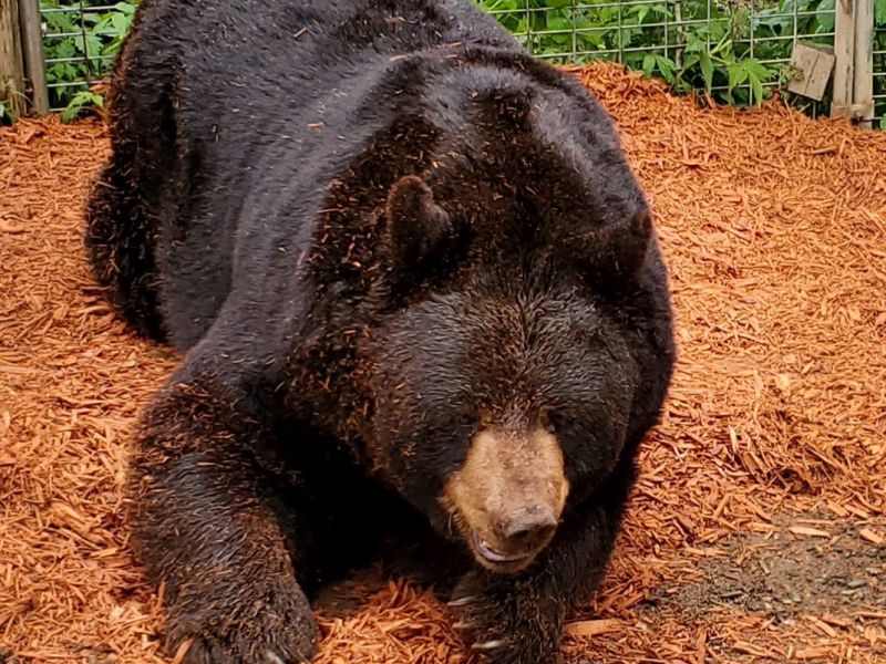 Bear News by Sharon Herrell - UPDATE June 6, 2021