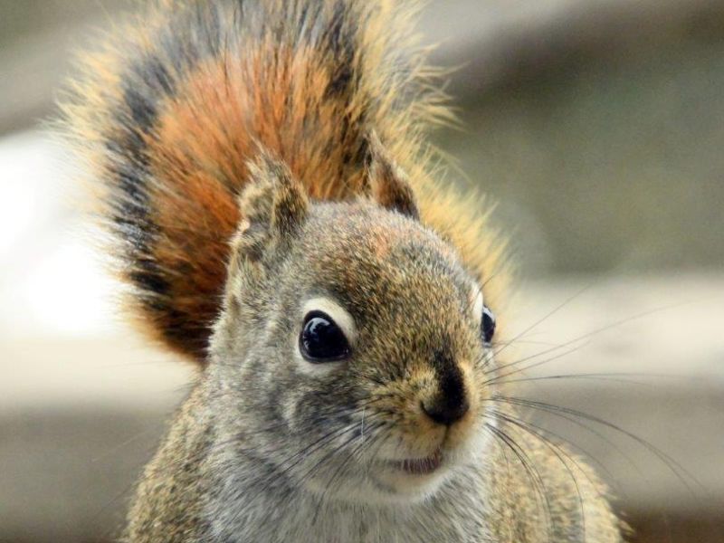 Woodchuck and Scary Beasts - UPDATE April 16, 2022