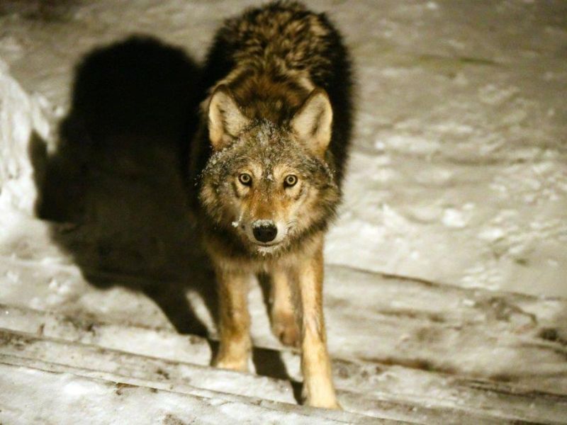 The Red-bellied Woodpecker and a Wolf Surprise - UPDATE January 18, 2023