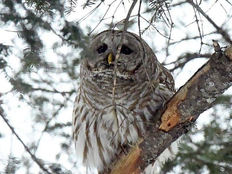 Pretty Girl, Scott, and an Owl - UPDATE February 28, 2022