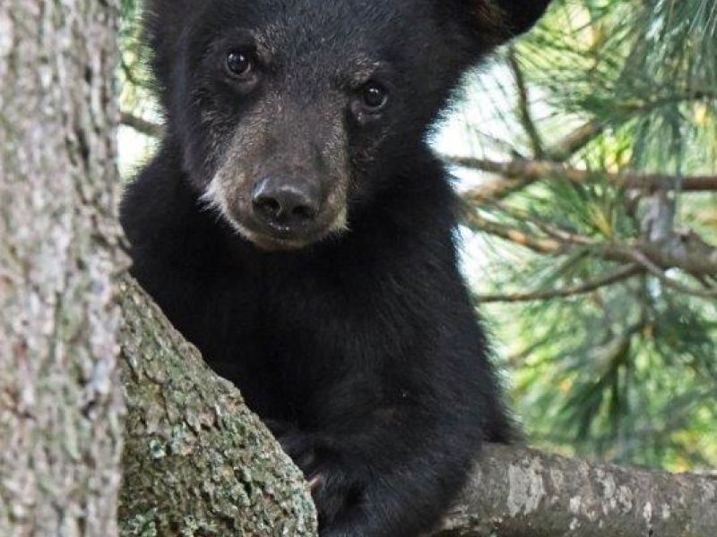 Family, Bears, Nature, A Good Combination - UPDATE July 2, 2021