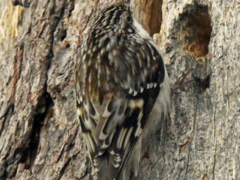 Ted, Pretty Girl, the Bobcat, and a New Bird - UPDATE February 14, 2022