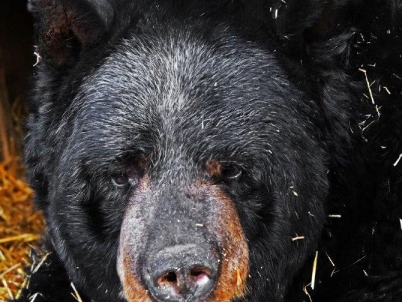 Ted, the Fox, and the 6-Point Buck - UPDATE January 4, 2022