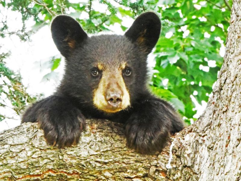 A Family Reunion with Bow Bear’s Branch of the Shadow Clan - UPDATE August 7, 2025