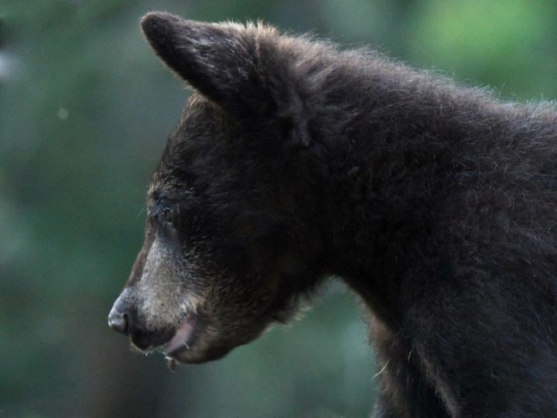 A Lucky Day with Bears - UPDATE June 22, 2021