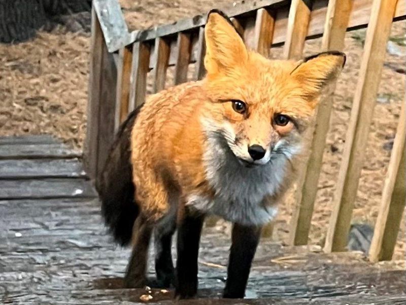 A New Look and a New Fox - UPDATE October 14, 2022