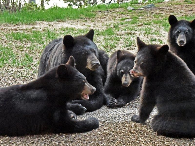 News from Sharon, RC with Four, and More - UPDATE May 17, 2021   