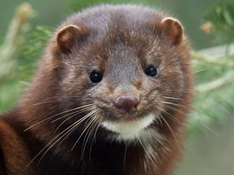 Spanky, "Ringo", and the Mink - UPDATE February 23, 2021
