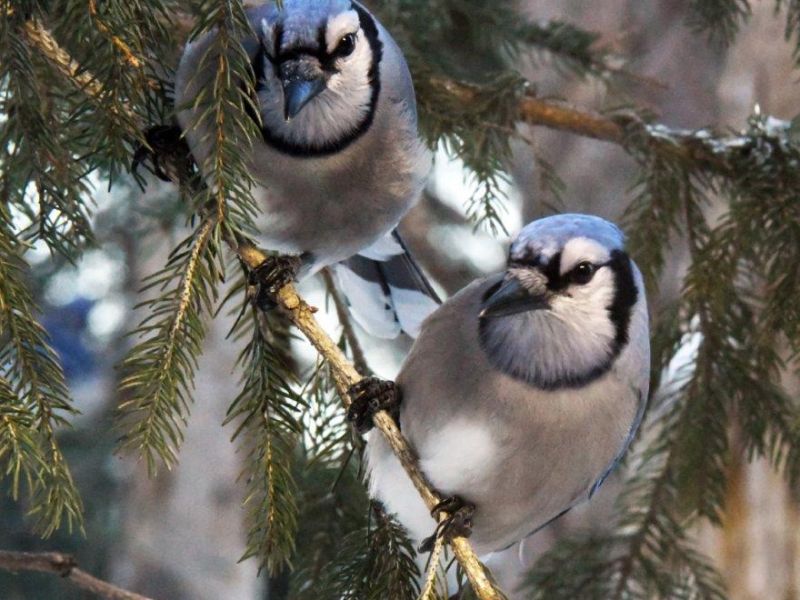 Beavers, Blue Jays, and Beauty - UPDATE November 20, 2022