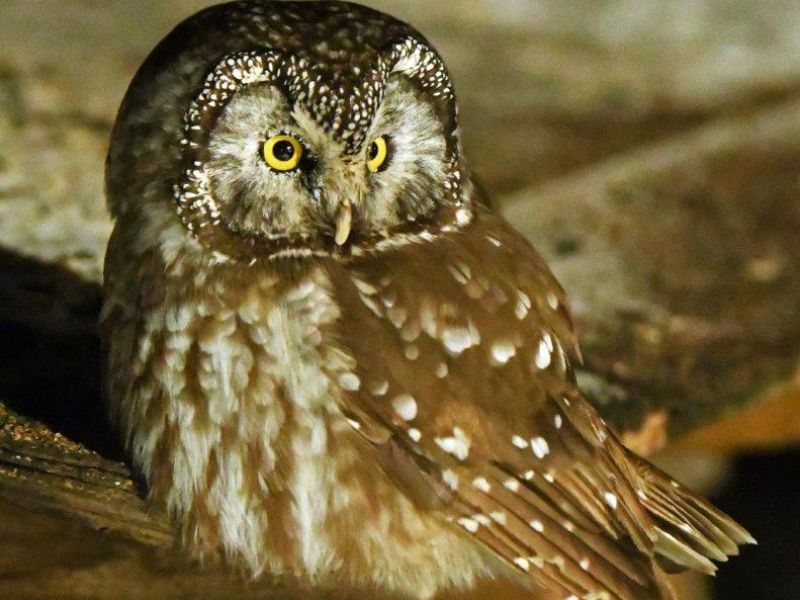 Excitement and Change - UPDATE January 27, 2025