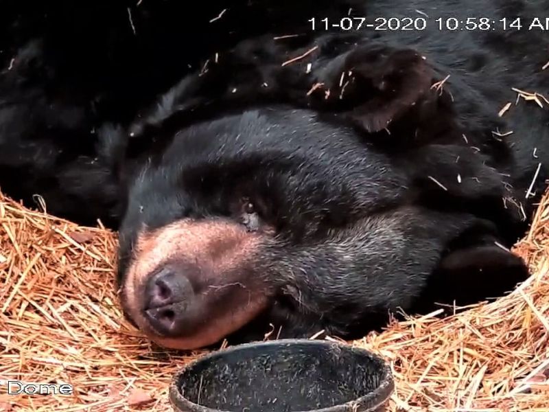 Tasha Doing What Bears Do - UPDATE November 14, 2020
