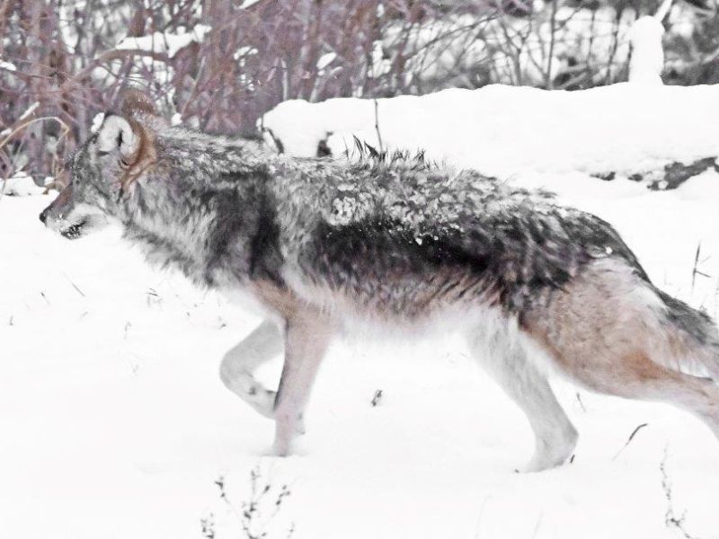 Wolf and Fisher, but no Bears - UPDATE November 30, 2024