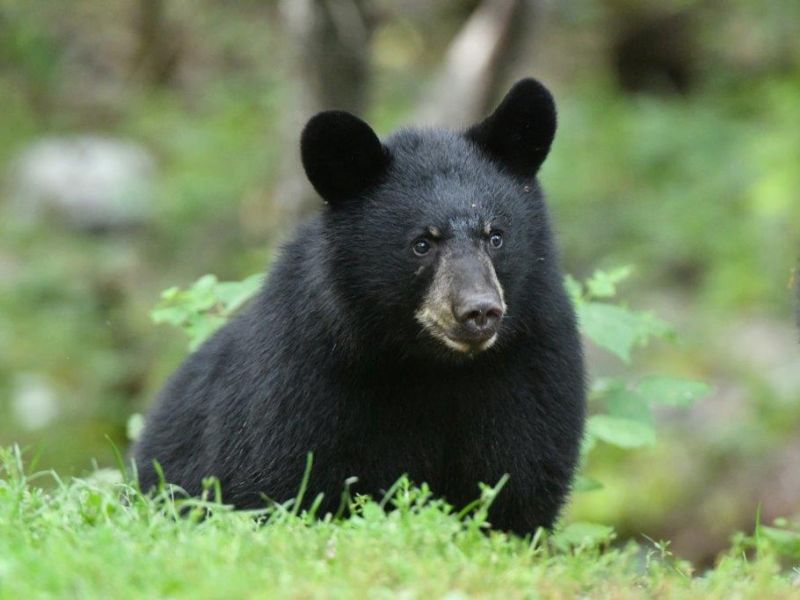 Cubs and More Cubs - UPDATE August 23, 2020