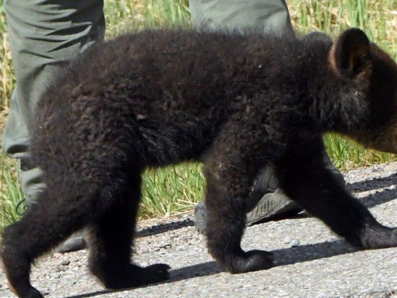 More about the Cub’s Behavior - UPDATE May 19, 2021