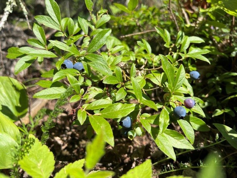 Blueberries or Wild Sarsaparilla? - UPDATE July 17, 2022